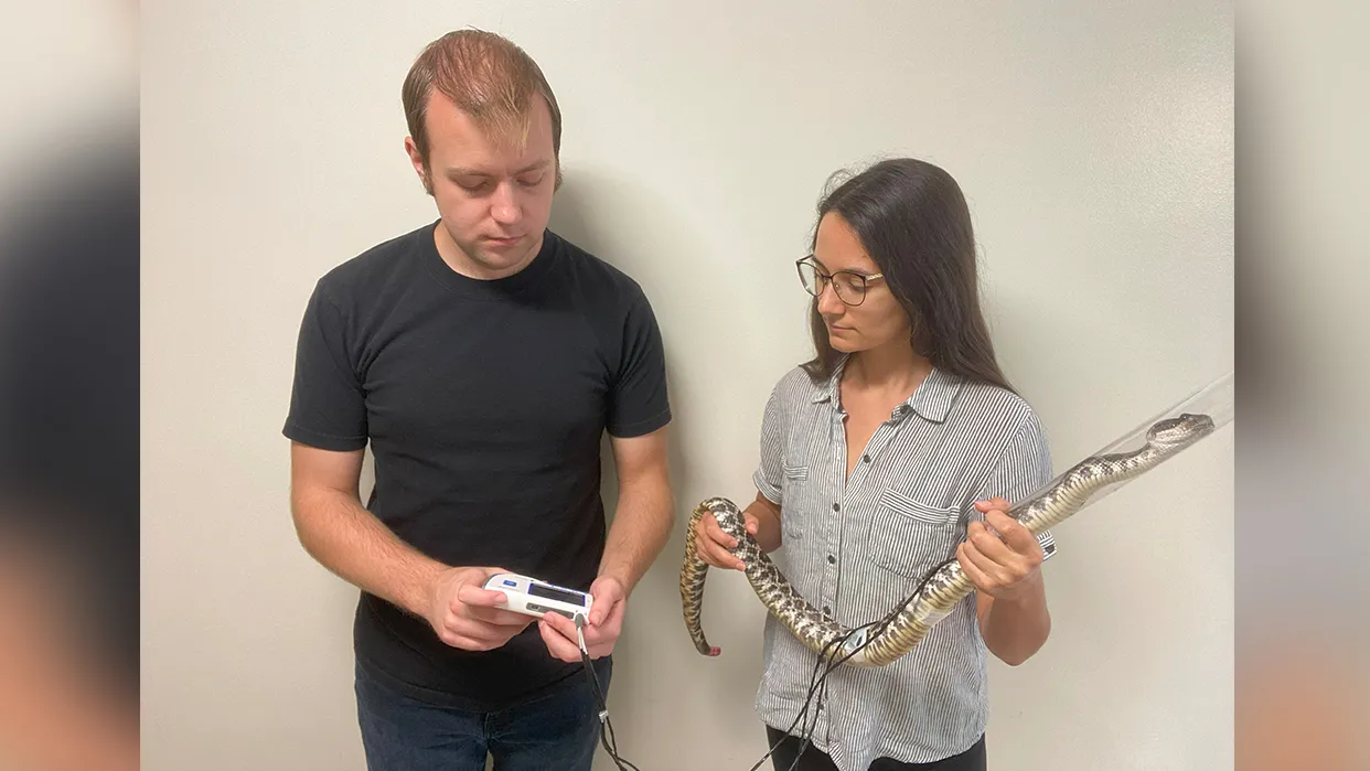 Researchers attaching a heart rate monitor to a southern Pacific rattlesnake (Crotalus helleri).