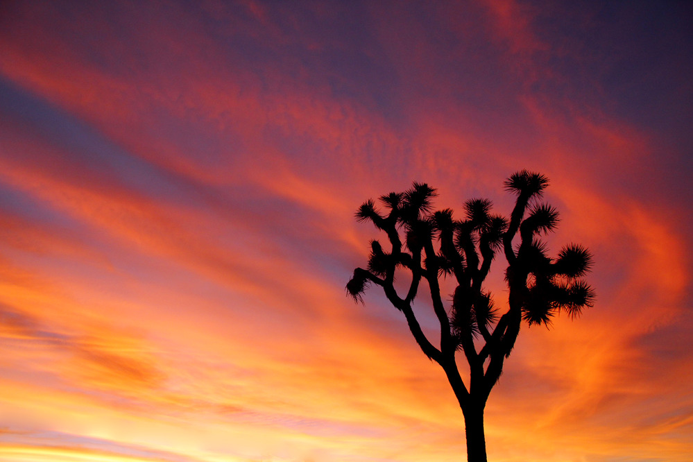 Joshua tree at sunset