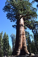 Giant Sequoia