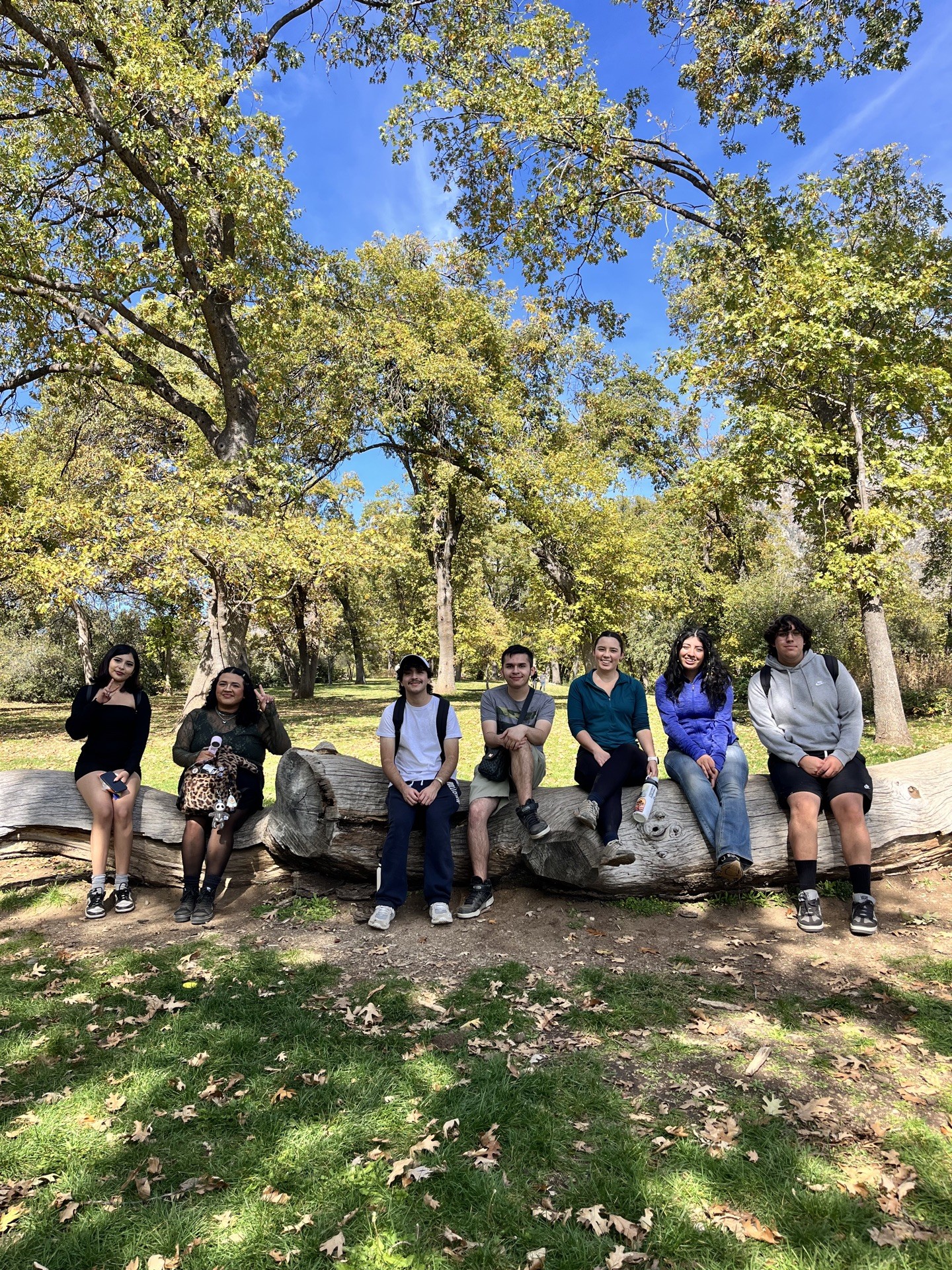 people sitting on log under oak trees